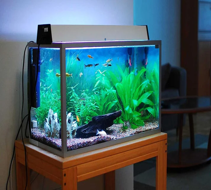 نکات کلیدی برای راه اندازی آکواریوم ماهی که بهتر است بدانید