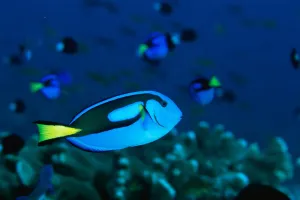مواد مغذی مورد نیاز ماهی ها ؛ چه چیزهایی در رژیم تغذیه ماهی قرار دهیم