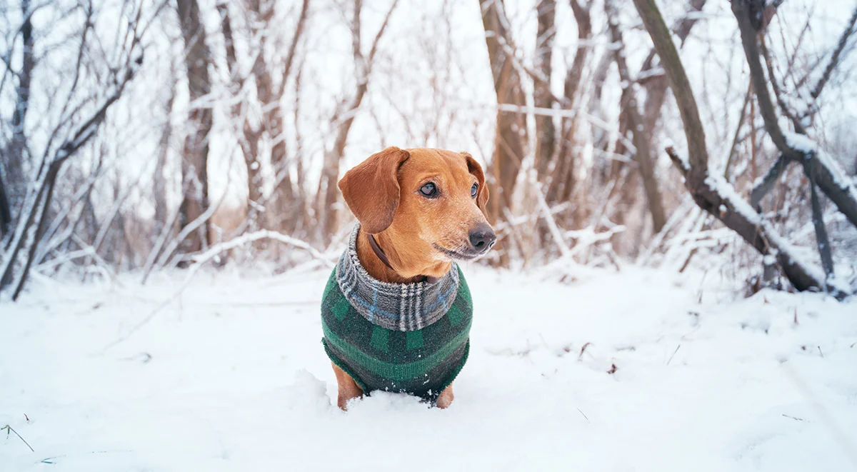 تغذیه سگ در زمستان و نکات کلیدی که حتما باید بدانید