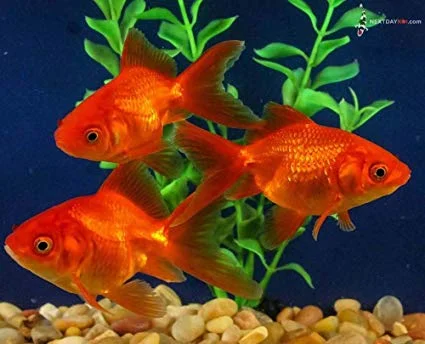 نگهداری از گلدفیش ماهی دوست داشتنی