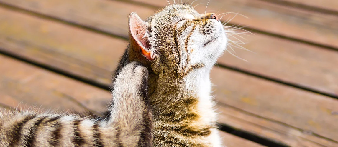 علائم شپش در گربه ها و روش های درمان شپش گرفتن گربه