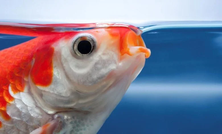 ماهی ها چگونه تنفس می کنند؟