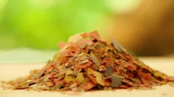 رژیم غذایی ماهی ها ؛ مواد تشکیل دهنده غذای ماهی ها چیست؟