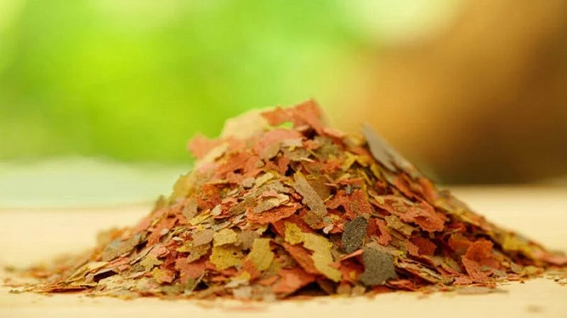 رژیم غذایی ماهی ها ؛ مواد تشکیل دهنده غذای ماهی ها چیست؟