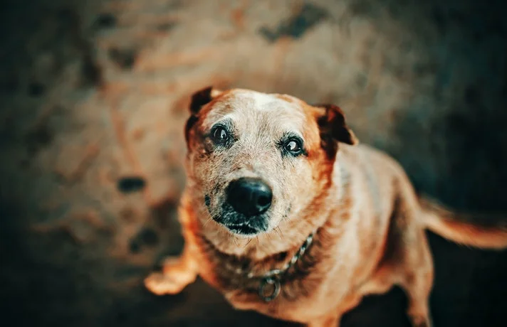 مراقبت از سگ پیر و 5 نکته مهم برای نگهداری بهتر از سگ مسن