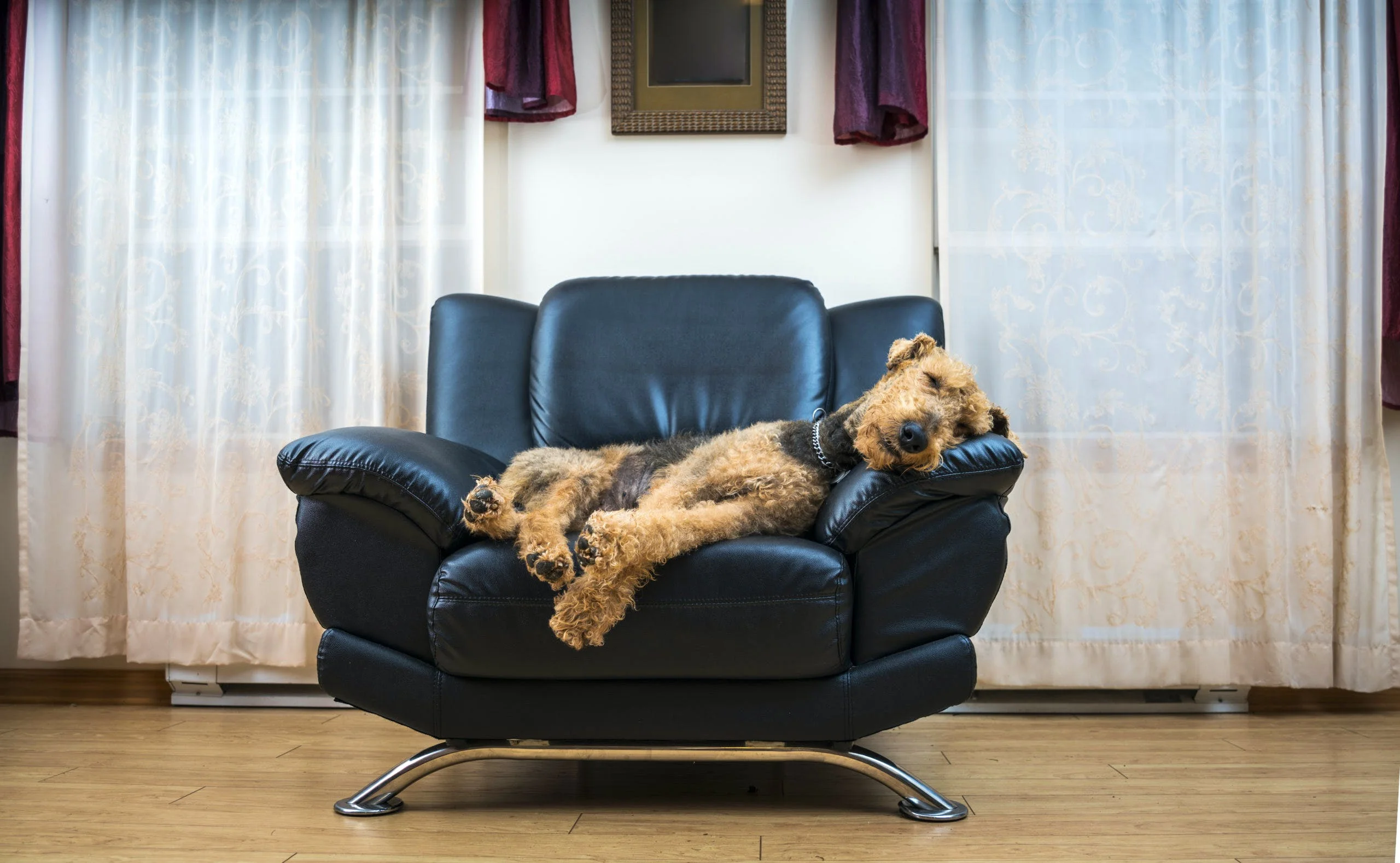 5 حالت خوابیدن سگ ها و معنی هر کدام از مدل های خواب سگ