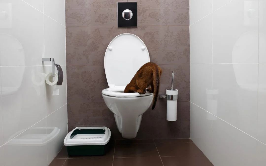 آیا نوشیدن آب توالت برای حیوانات خانگی خطر دارد؟