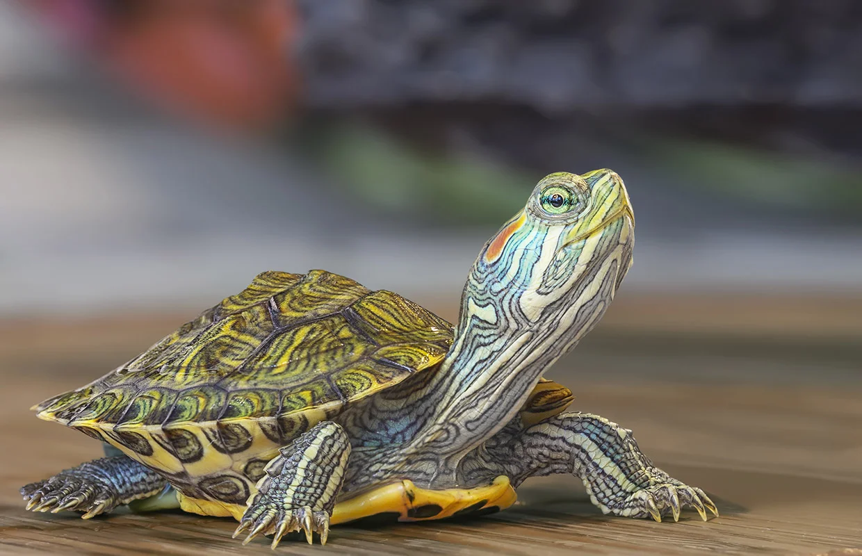 عمر لاک پشت ها چقدر است؟ راز طول عمل لاکپشت که بهتر است بدانید