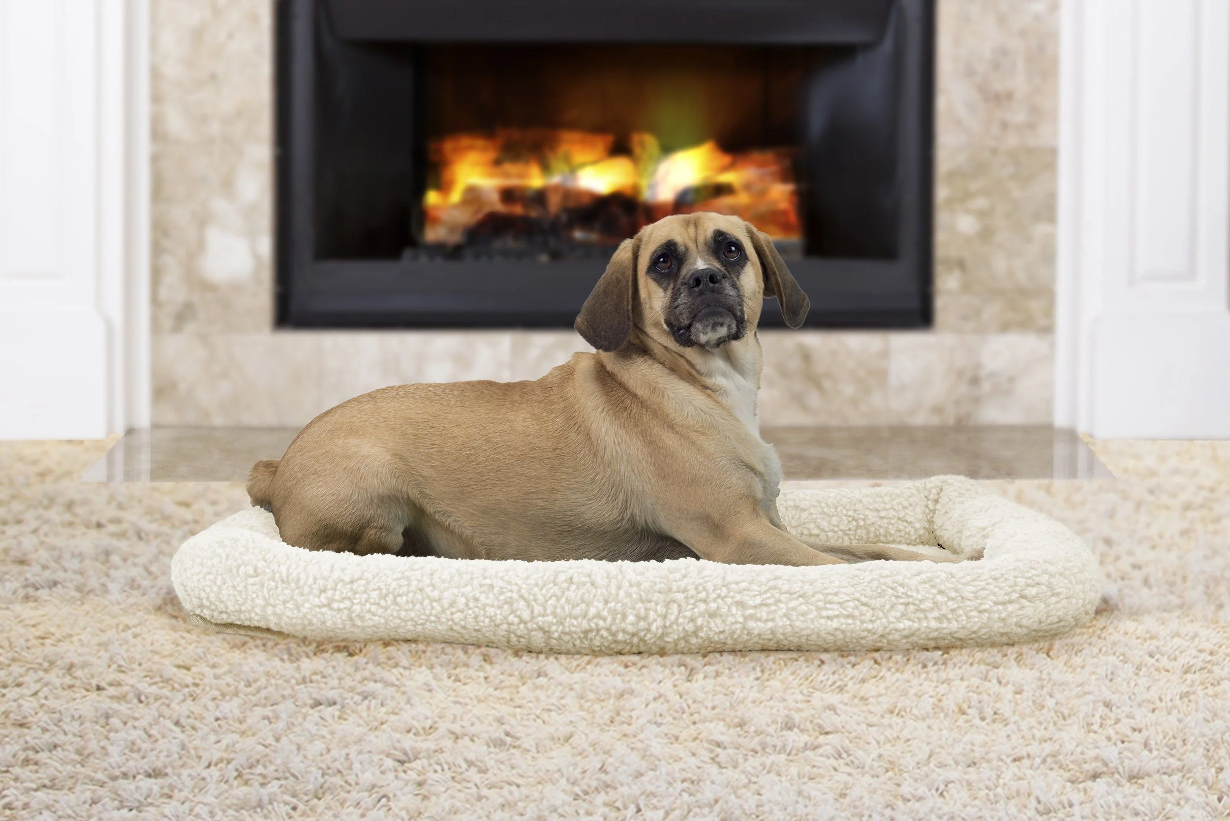 آیا سگ ها به جای خواب خود آلرژی دارند؟ حساسیت های سگ به محل خواب