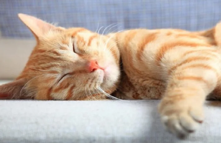 آیا خروپف کردن گربه ها طبیعی است؟