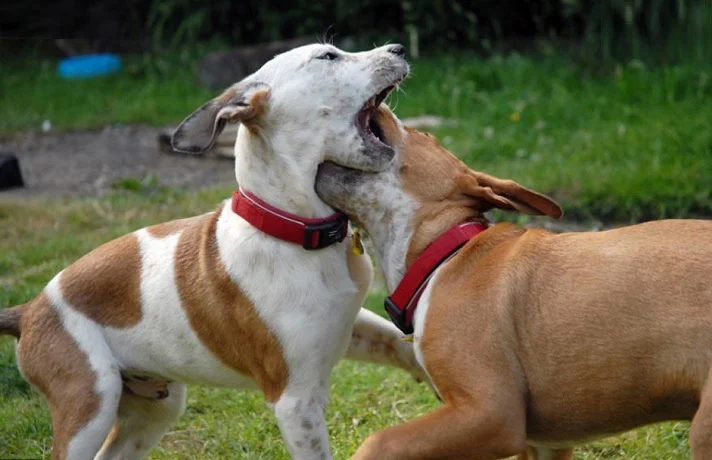 جلوگیری از دعوای سگ ها با این نکات ساده که باید بدانید