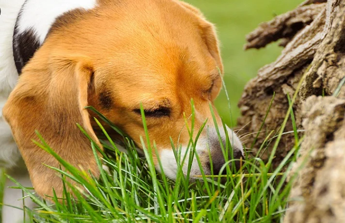 علت چمن خوردن سگ ؛ چرا سگم چمن و علف می خورند؟