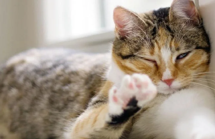 چشمک زدن گربه نشانه چیست؟ دلایل و علت های چشمک گربه ها