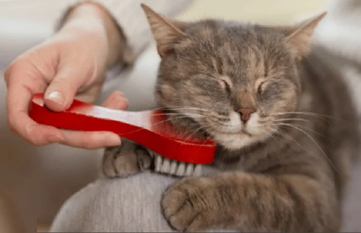 شانه زدن موی گربه ؛ چگونه موهای گربه خود را برس بکشیم؟