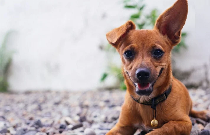 اوتیسم در سگ ؛ آیا سگ ها دچار اوتیسم می شوند؟