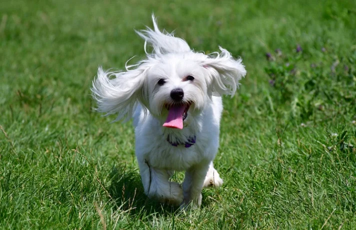 سن رشد سگ ها ؛ سگ ها تا چه سنی رشد می کنند؟