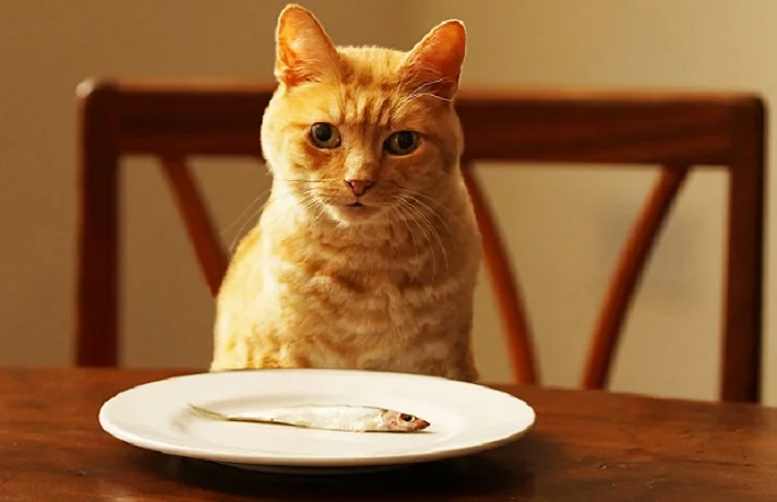 غذای خام برای گربه ؛ آیا گربه ها می توانند رژیم غذایی خام داشته باشند؟