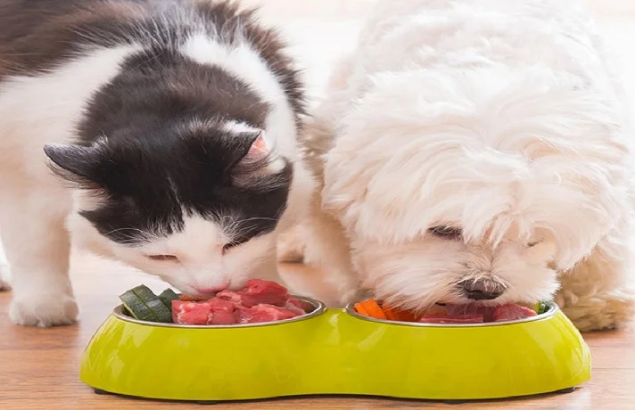 روش های کاربردی کاهش وزن حیوان خانگی مخصوص گربه و سگ!