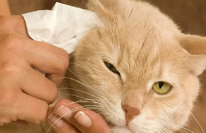 تمیز کردن گوش گربه؛ چگونه گوش های گربه خود را تمیز کنیم؟