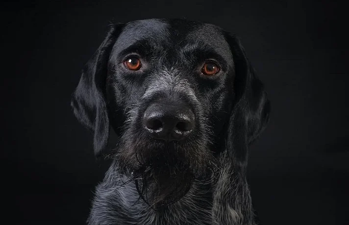 دید سگ در تاریکی ؛ آیا سگ ها می توانند در تاریکی ببینند؟