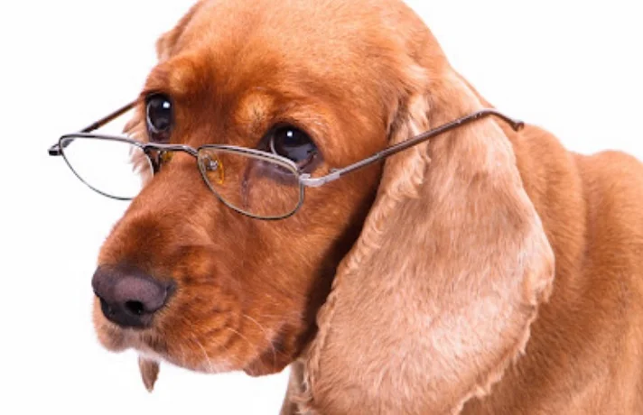 نگهداری از سگ پیر در خانه و نکاتی که باید در مورد مراقبت از سگ های مسن بدانید