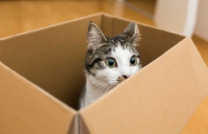 علاقه گربه ها به جعبه برای چیست؟