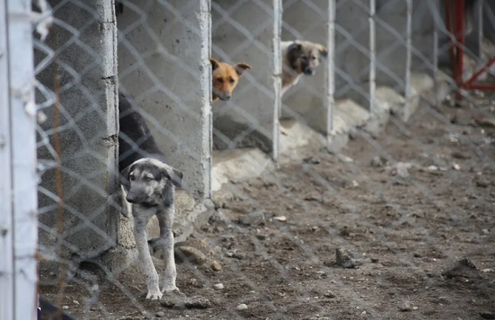 به سرپرستی گرفتن حیوان های پناهگاه به جای خریدن حیوانات جدید!