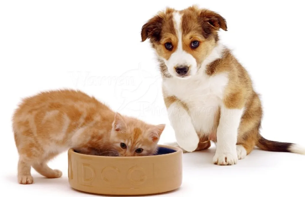 تغذیه توله سگ و بچه گربه؛ بایدها و نبایدها در این مورد
