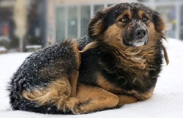مراقبت از سگ در زمستان؛ 7 مورد مراقبتی از سگ در هوای سرد