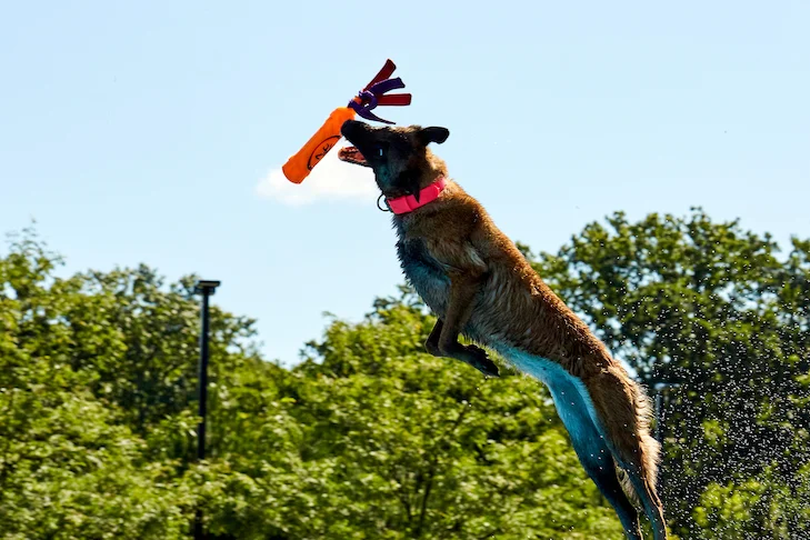 نگهداری از سگ های نژاد بزرگ و نکات اساسی در مورد سلامتی سگ درشت هیکل