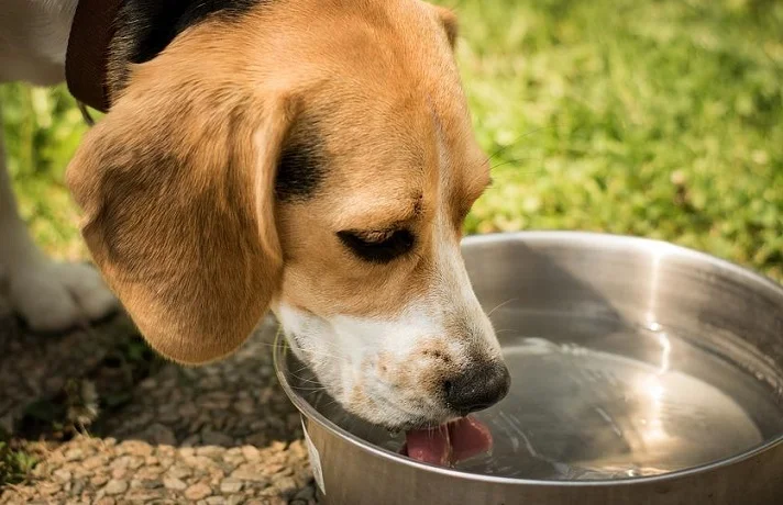 میزان آب مورد نیاز سگ ؛ سگ‌ها روزانه چقدر آب بنوشند؟