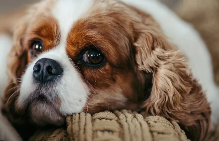 افزایش طول عمر سگ با روش های مراقبت صحیح از سگ