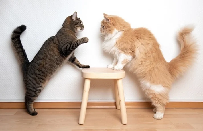 دلیل دعوا گربه ها چیست؟ روش های کاربردی برای جلوگیری از دعوای گربه ها