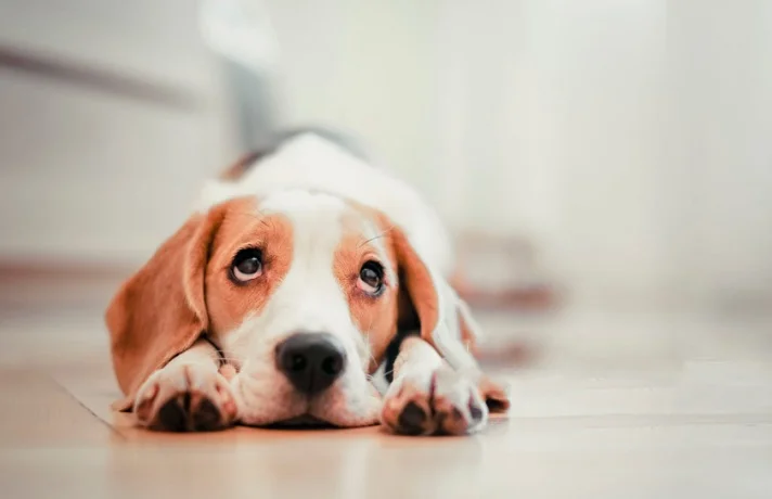 افسردگی فصلی حیوانات خانگی و روش درمان آن