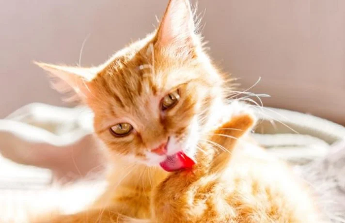 چرا گربه‌ها هنگام نظافت خود را لیس می‌زنند و این رفتار چه معنایی دارد؟