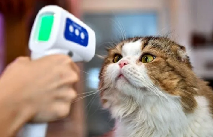 حیوانات خانگی و کرونا ؛ مراقبت از حیوانات خانگی در زمان شیوع کووید