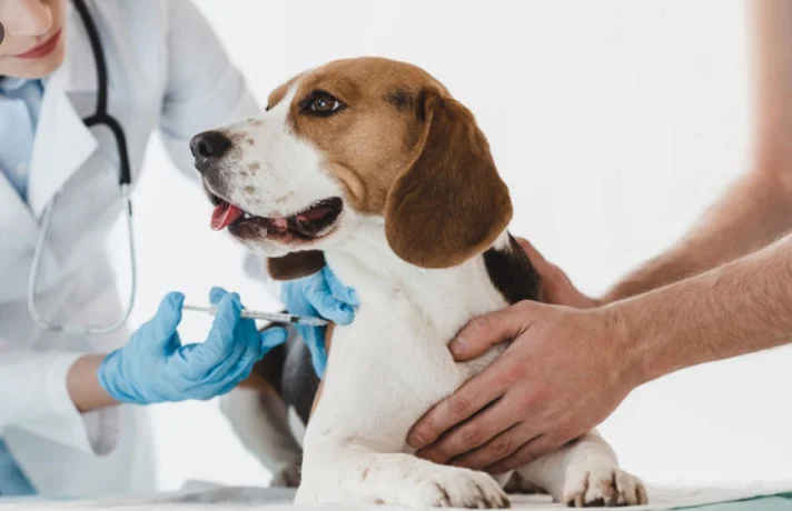 فشار خون بالا در حیوانات خانگی و پیش زمینه برای بیماری قلبی