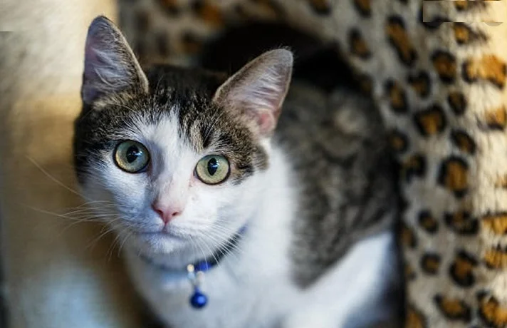 نکات نگهداری از گربه ؛ 7 نکته در مراقبت از گربه که باید بدانید