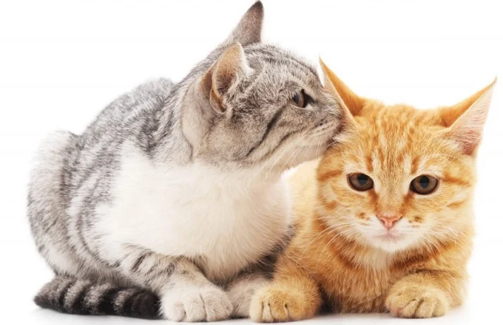 آوردن گربه جدید به خانه؛ آیا می توانم یک گربه دیگر به خانه بیاورم؟