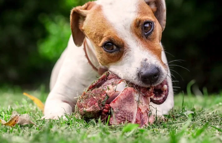 استخوان مرغ برای سگ خوب است؟ اگر سگ استخوان مرغ خورد چه کنیم؟