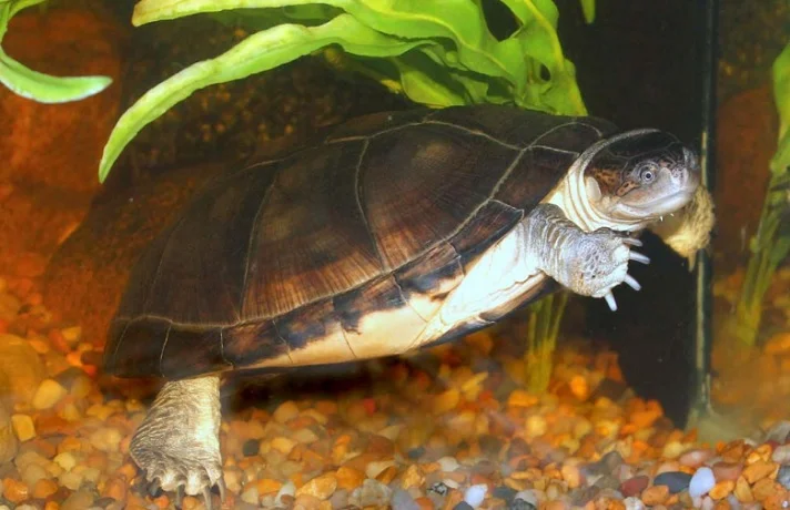 چگونه کیفیت آب آکواریوم لاک پشت را بررسی کنیم؟