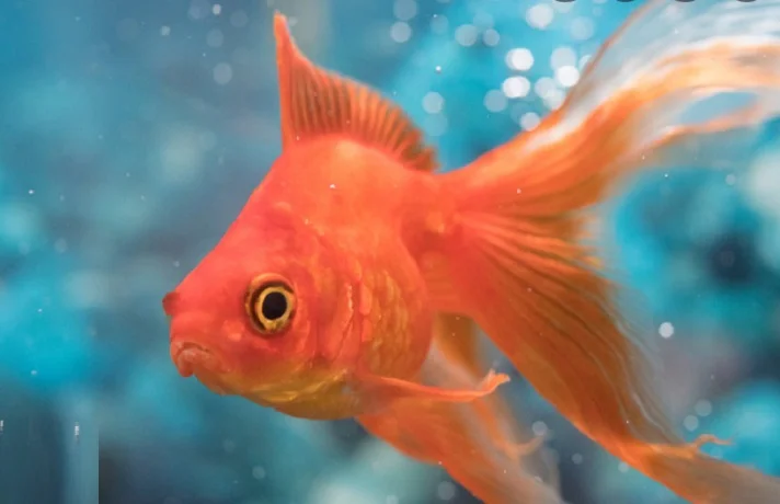 وقتی سفر می رویم برای مراقبت از ماهی چه کار کنیم؟