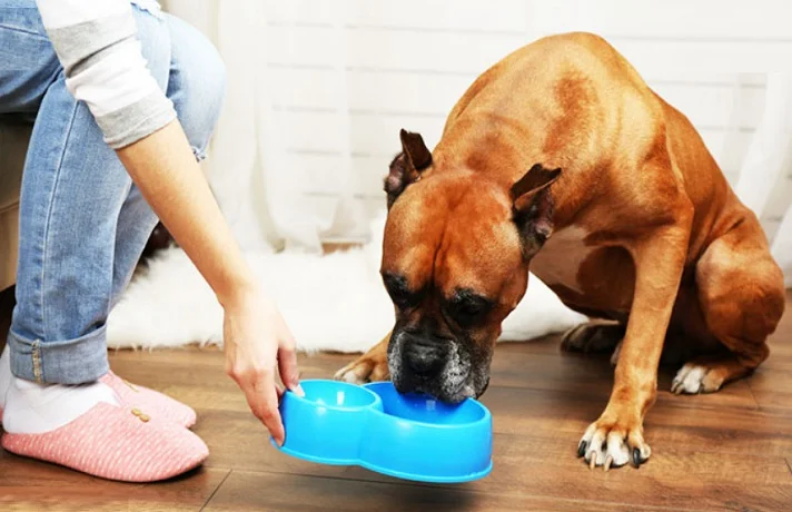 سگ تازه وارد و نکاتی برای 30 روز اول آوردن سگ به خانه