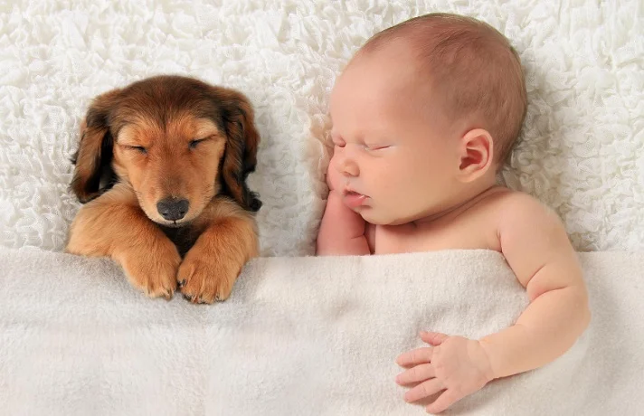 چگونه سگ را برای به دنیا آمدن کودک آماده کنیم؟