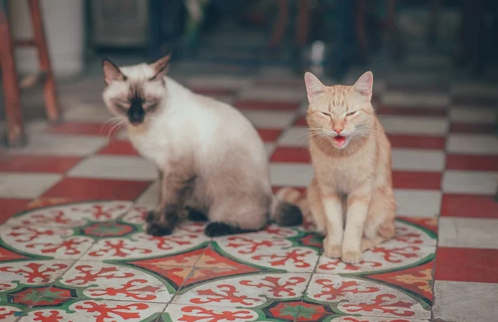 علت میو میو گربه ها و ۶ دلیل اصلی میو میوی زیاد گربه