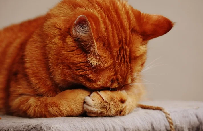 علت غذا نخوردن گربه و روش درمان بی اشتهایی گربه