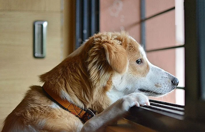 اضطراب جدایی سگ و روش های رفع اضطراب جدایی سگ