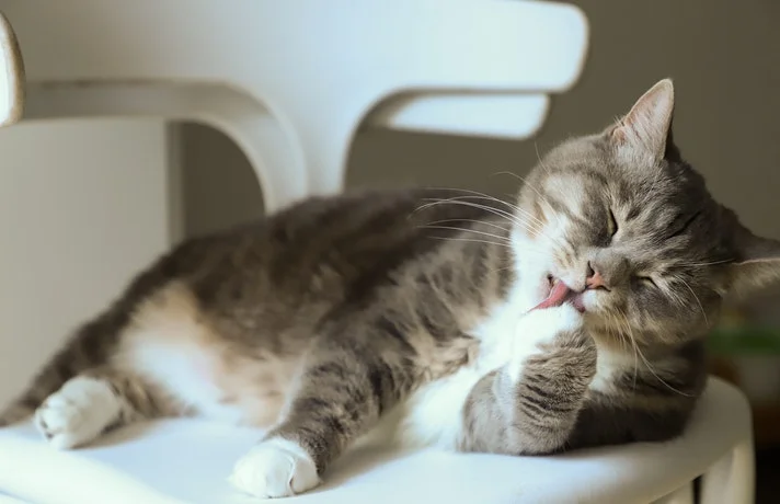 شکستگی در گربه ها ؛ از تشخیص تا درمان شکستگی استخوان گربه