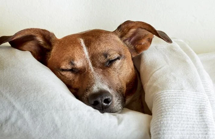 علت تکان خوردن سگ در خواب ؛ چرا سگ موقع خوابیدن لرزش ناگهانی دارند؟