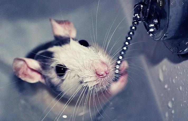 روش حمام کردن همستر ؛ چگونه همستر را بشوییم؟